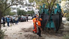 Спасено и невредимо. С уникална технология преместиха дърво във Варна