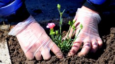 Засадиха многогодишни растения в парка на село Звездица