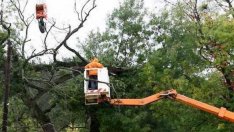 Режат 2 опасни дървета в центъра на Варна