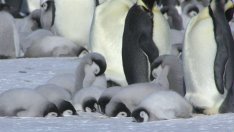 Хиляди бебета императорски пингвини загинаха в Антарктика