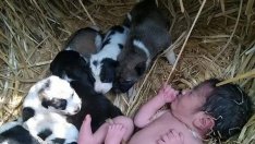 Роди ме с късмет и ме хвърли... Бездомно куче спаси изоставено бебче!