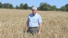 Създателят на български сортове пшеница: На път сме да се превърне в пущинак