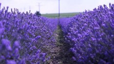 България би Франция!? Най-скъпите парфюми са с родна лавандула