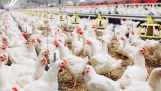 Умъртвяват 385 000 кокошки заради огнище на птичи грип