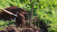 Залесяват 20 декара край Балчик