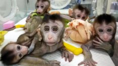 За първи път клонираха генетично модифицирани маймуни 