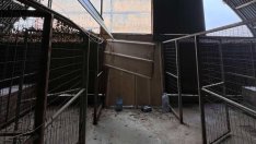 Освободиха директора на кучкарника в Каменар