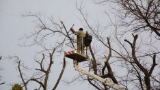 Започна есенната резитба на дървета и клони в центъра на Варна