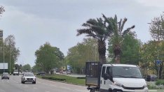 Изкарват палмите във Варна