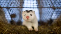 Норките са преносители на коронавирус