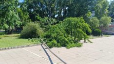 Клон от дърво падна в градинката до Катедралата във Варна