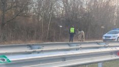 Полицаи арестуваха магарето, създало смут на АМ "Черно море" (СНИМКИ)