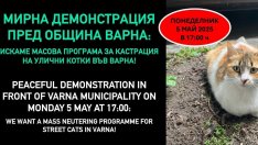 Протест с искане за кастрация на котки ще се проведе във Варна