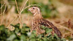 Птиците в земеделските земи продължават да намаляват с тревожни темпове