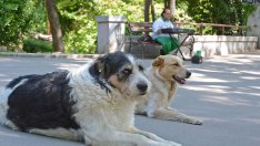 Във Варна има 1812 бездомни кучета