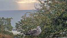 Девет области с опасно високи температури във вторник