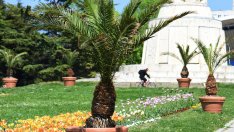 Поставиха палмите в Морската градина