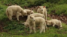 Шапът приближава България, БАБХ прави кризисен щаб