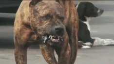 Ужас! Питбул нахапа трима души и кучето им край морето