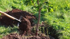 Подаряват 30 000 дръвчета за засаждане на варненци