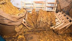 След проверка на пътя: Спипаха варненец с над тон контрабанден тютюн (СНИМКИ)