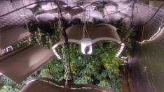 Разбиха оранжерия за марихуана край Разград