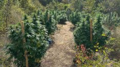 Откриха наркооранжерия край Вълен (СНИМКИ)