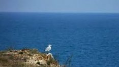 Започва картиране на местообитания и защитени видове в Черно море