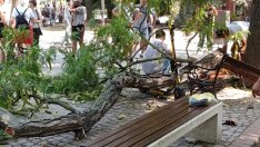 Община Варна ще обезщети пострадалия от паднал клон човек