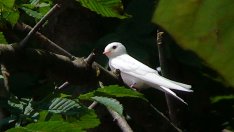 Ученици ще закичат Кривото дърво с книжни лястовички