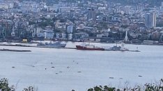 "Кал" от сафрид! Черноморската риба подрани тази година (ВИДЕО)