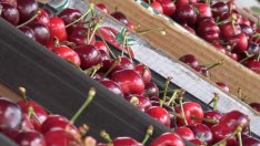 Пускат череши по пазарите! Цената отново е шокираща