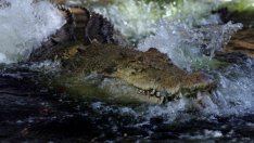 Крокодил уби служител на Световната продоволствена програма на ООН