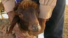 БАБХ въвежда допълнителни мерки срещу чумата по дребните преживни животни