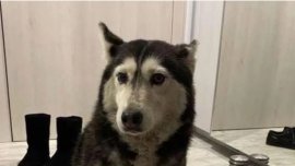 Искат Църквата да обяви кучето Мая за мъченик и да я честваме на 14 май