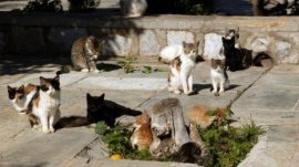 Община Варна дава до 120 бона за кастрацията на 800 улични котки