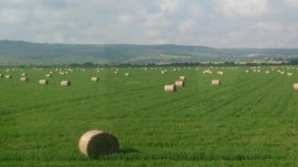 Европрокуратурата разследва далавери със селскостопански субсидии у нас