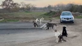 Глутница кучета тормози жителите на варненския квартал "Галата"