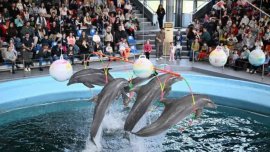 Безплатни коледни представления за децата ще има във Варненския делфинариум