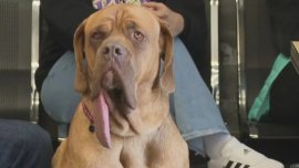 Нов рекорд: Вижте кое е кучето с най-дълъг език в света