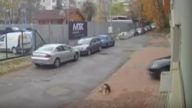 Повдигнаха обвинение на македонеца, прегазил кучето Мая