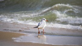 Времето във Варна днес: Започва застудяване