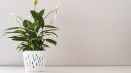 Арестуваха турист, откраднал цвете със саксия от курорт край Варна