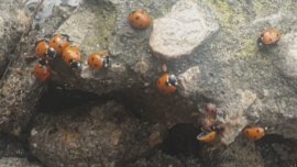 Нашествие от калинки във Варна