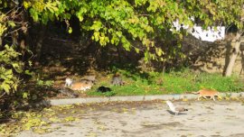 Започва кастрация на бездомните котки във Варна