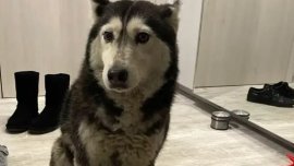 ВМА отстрани от работа лекаря, прегазил куче в София