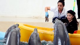 Коледна изненада подготвя Делфинариумът във Варна