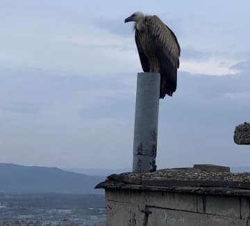 Белоглав лешояд зарадва Казанлък