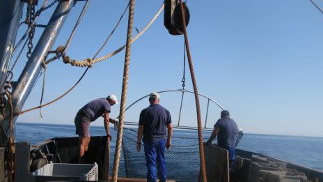 Тръгва научно изследване за състоянието на запаса от рапан в Черно море