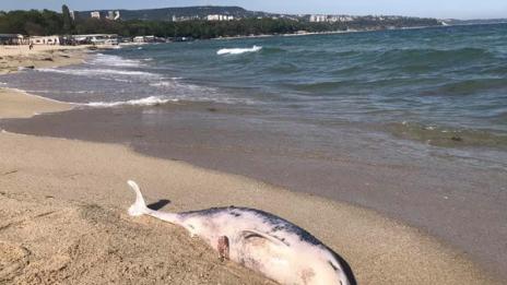 Още трупове на делфини, изхърли морето край Варна